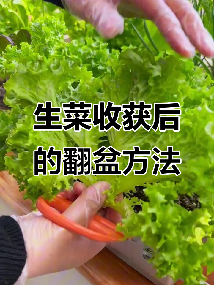 阳台种菜小技巧:生菜收割后如何翻盆,轻松搞定鸡毛菜的种植