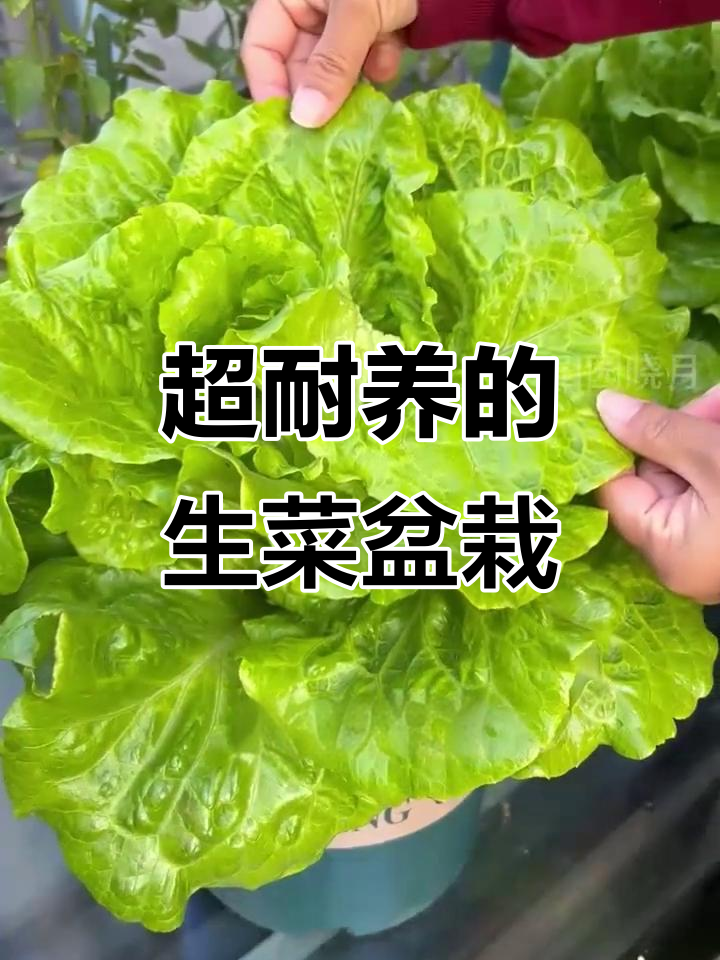 这款生菜盆栽,一次种植半年采收,家里常备新鲜蔬菜
