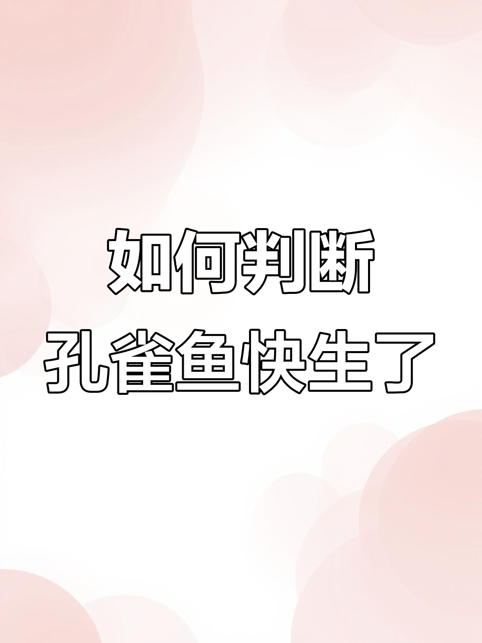 孔雀鱼待产征兆,三招判断是否要生宝宝