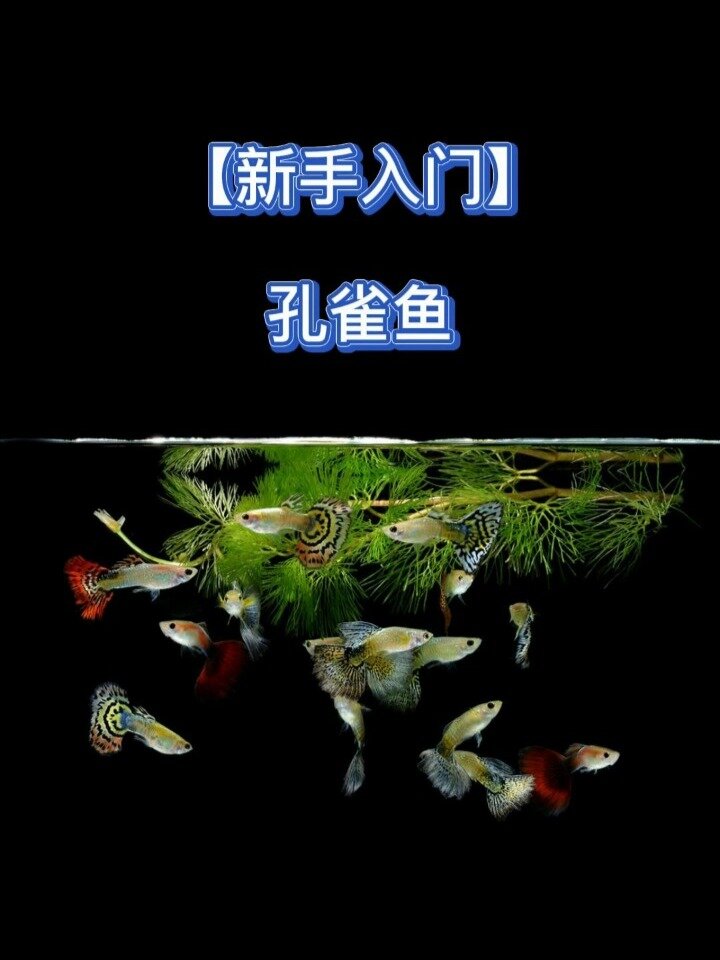 养热带鱼新手入门应该怎么选择?