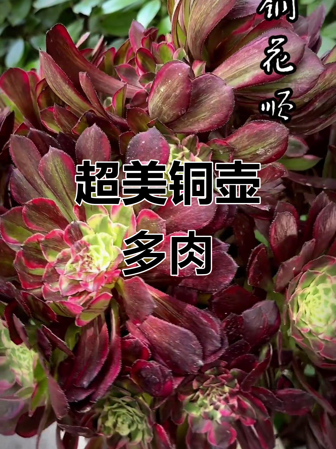 铜壶超白锦花脸拉丝,多肉法师的美丽演绎