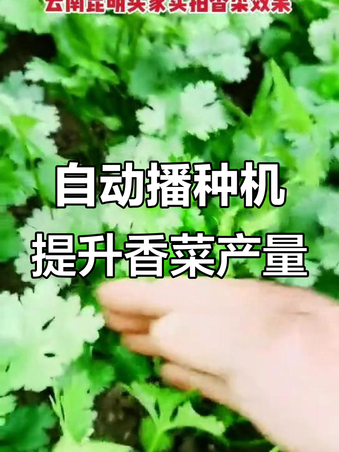 手动播种机让香菜产量翻倍,省心又高效