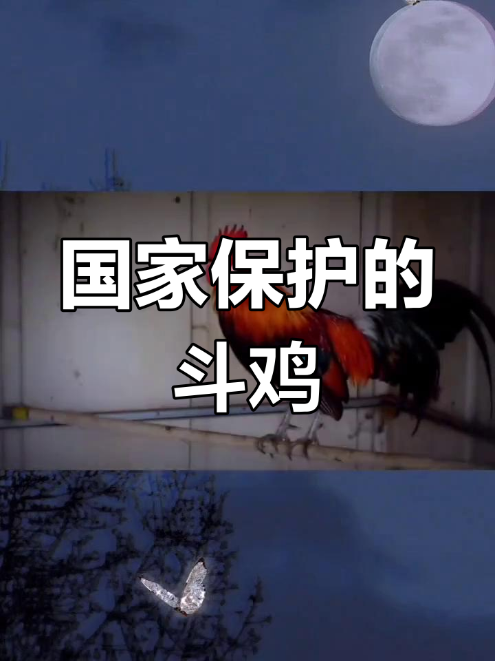 红原鸡:家鸡的祖先,国家二级保护动物
