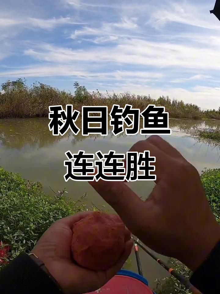 秋季野钓连竿,鲫鱼小口不断