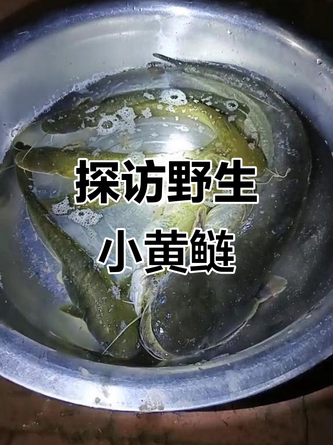 野生黄鲢鱼大揭秘,泥鳅也能变黄金!