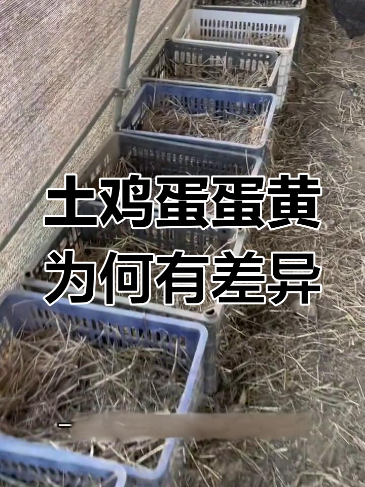 土鸡蛋蛋黄颜色真相大揭秘,为什么深浅不一?