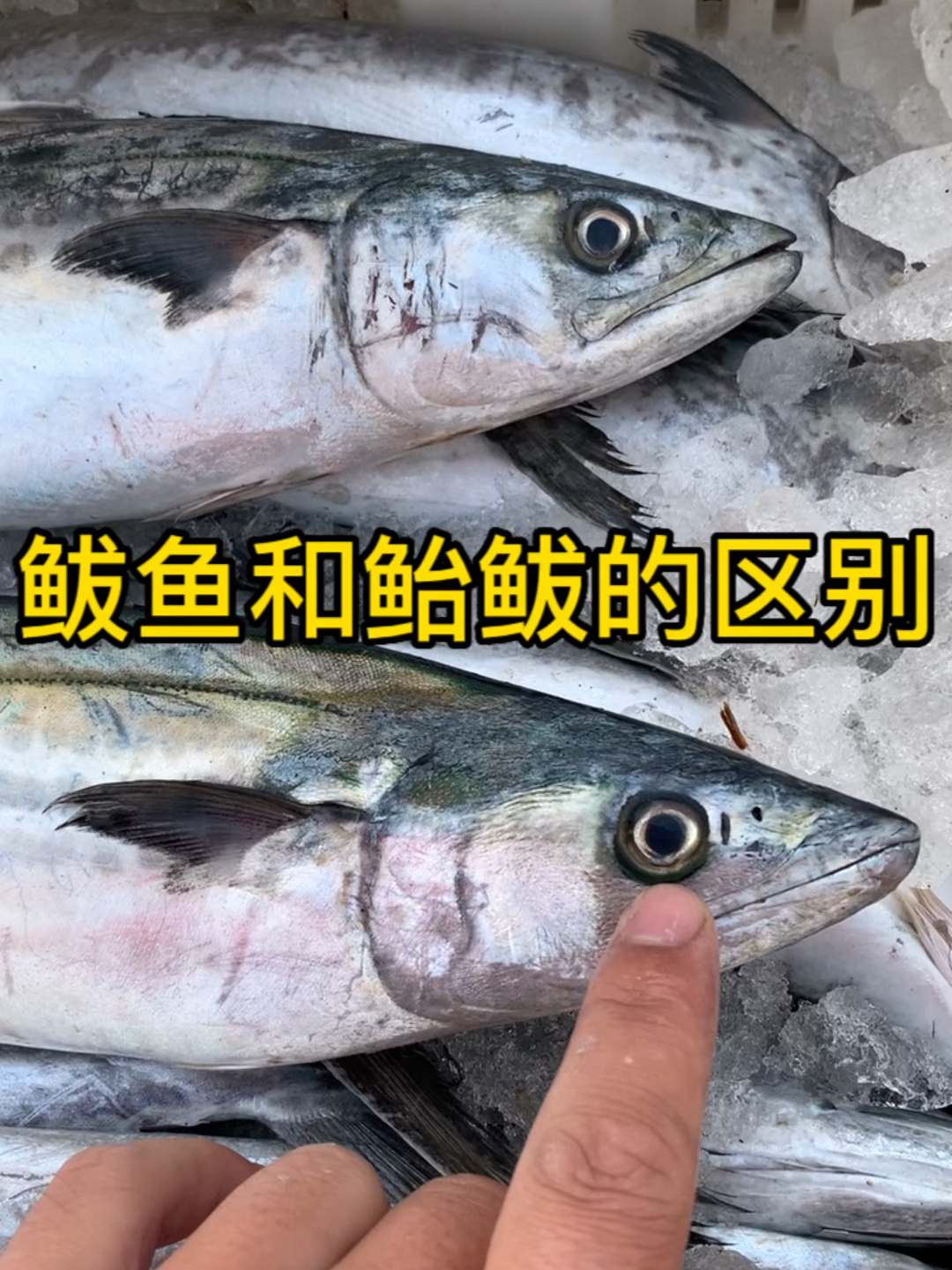 鲅鱼和鲐鲅可不是一回事,一定不要弄错了