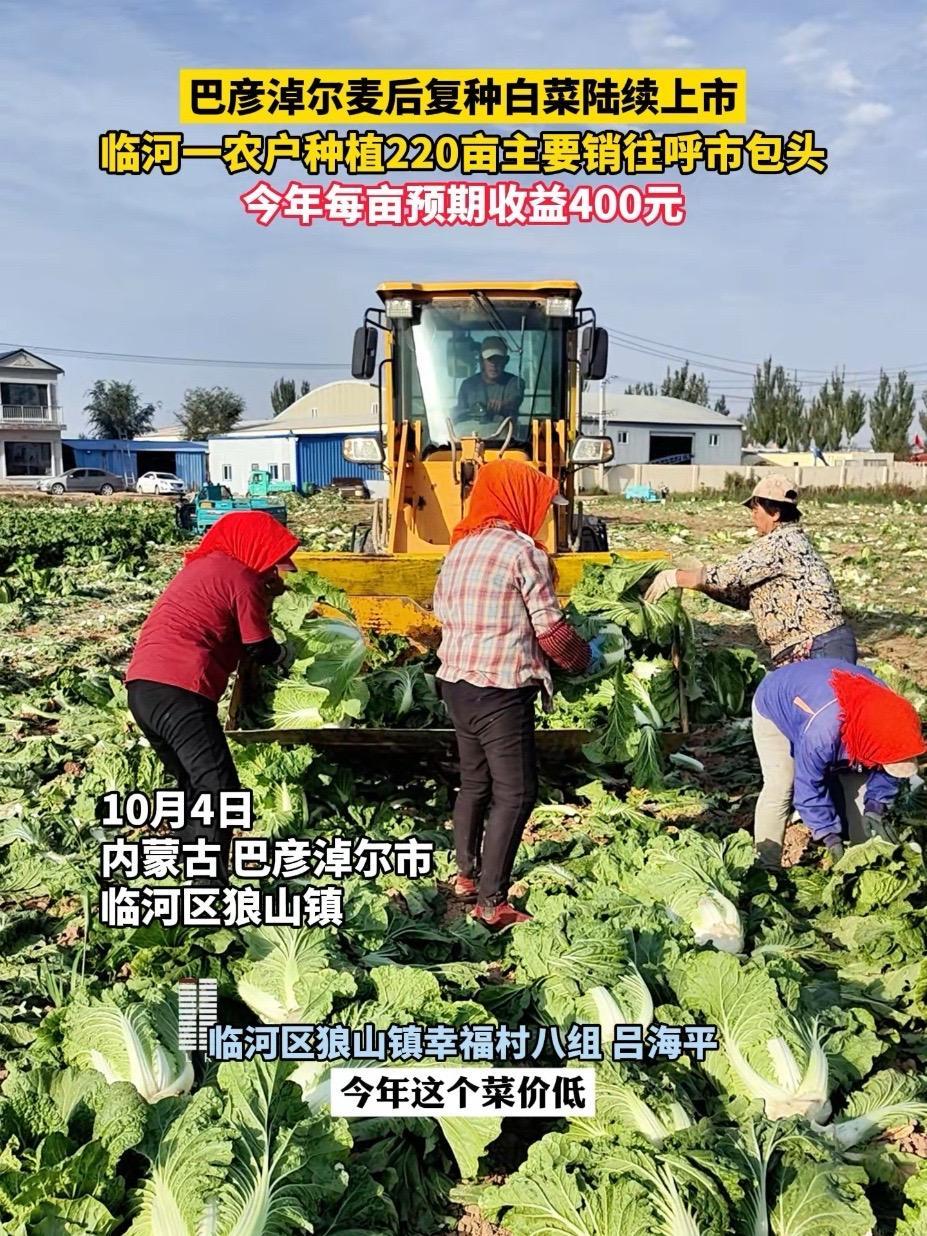 巴彦淖尔 麦后复种 白菜陆续上市,临河一农户种植220亩主要销往呼市包头,今年每亩预期收益