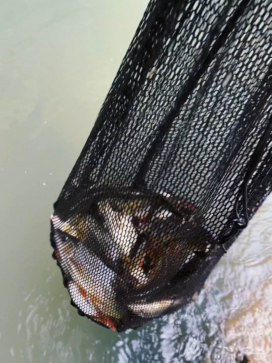 人间仙境水中极品冷水鱼赤尾子也叫云南光唇鱼