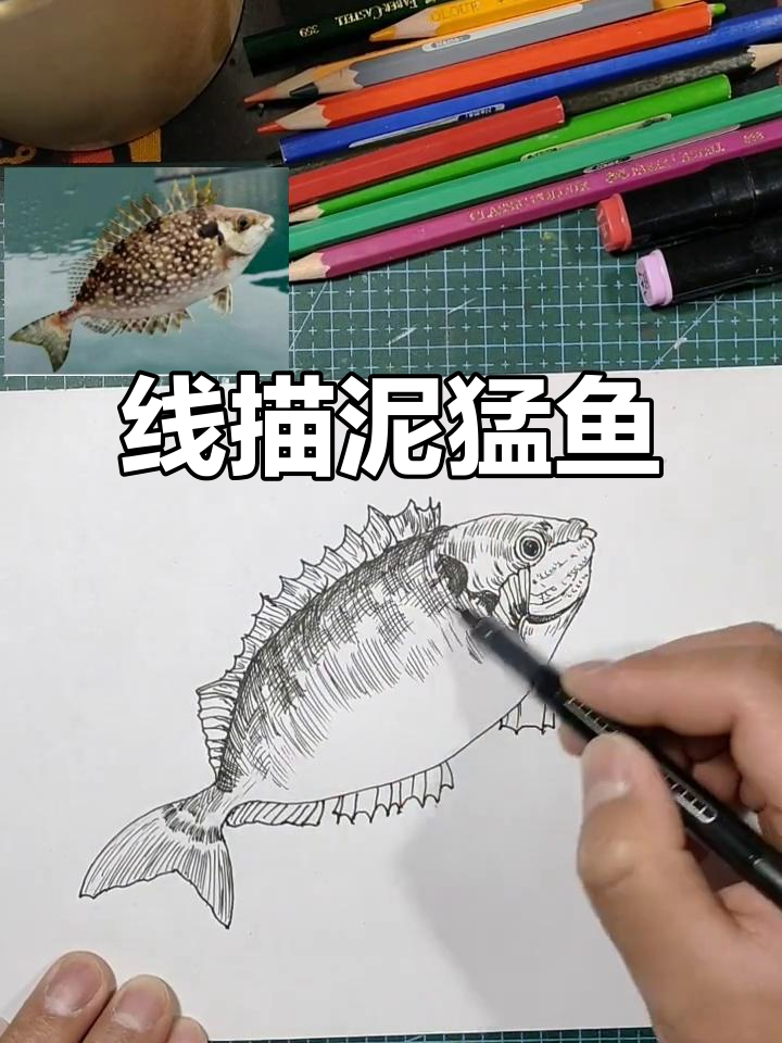 细致线描泥猛鱼,栩栩如生