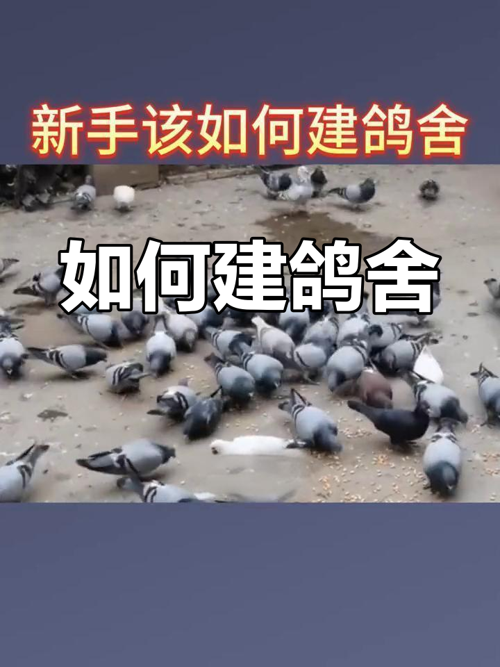 鸽舍建造全攻略,如何简单高效养鸽子