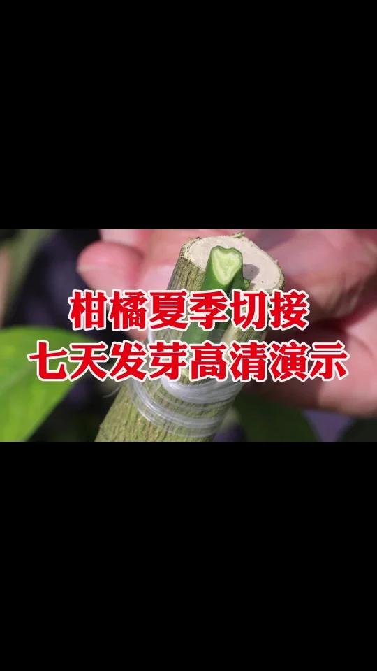 柑橘夏季切接七天发芽高清演示