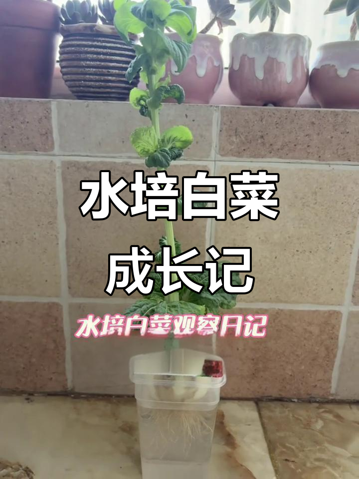 阳台水培白菜,生长观察日记