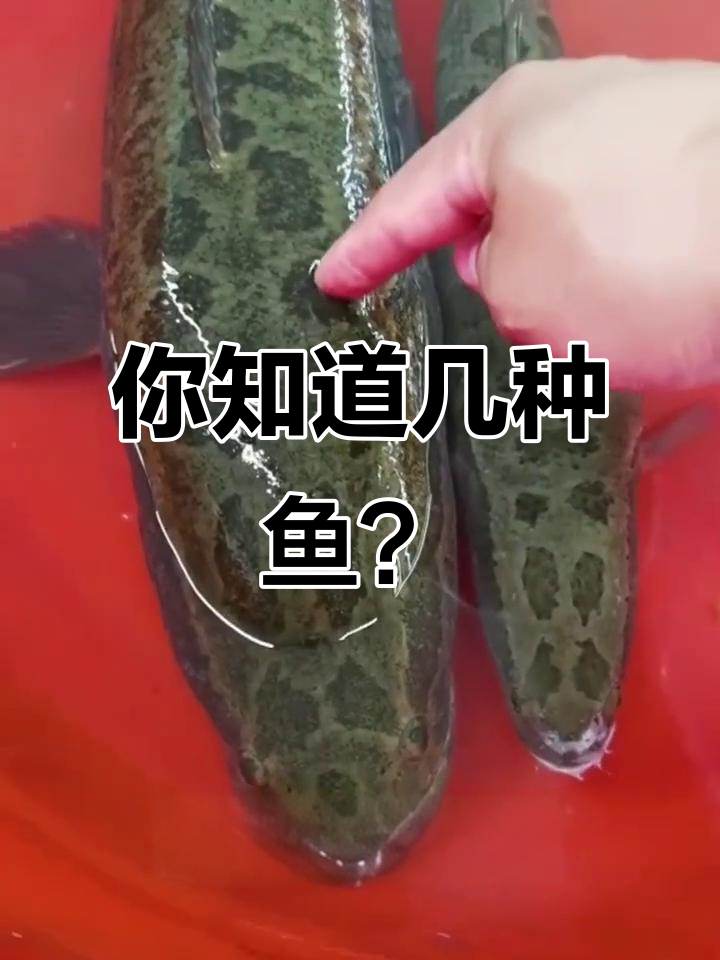 常见鱼类大揭秘,看看这些鱼你认识吗?