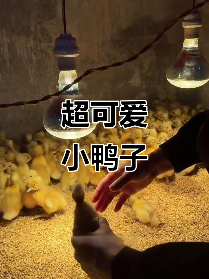 凤头鸭宝宝出生,头顶一撮毛超萌!