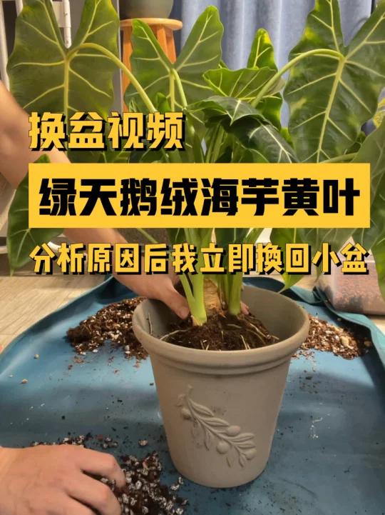 绿天鹅绒海芋黄叶原因快速分析后决定换小盆
