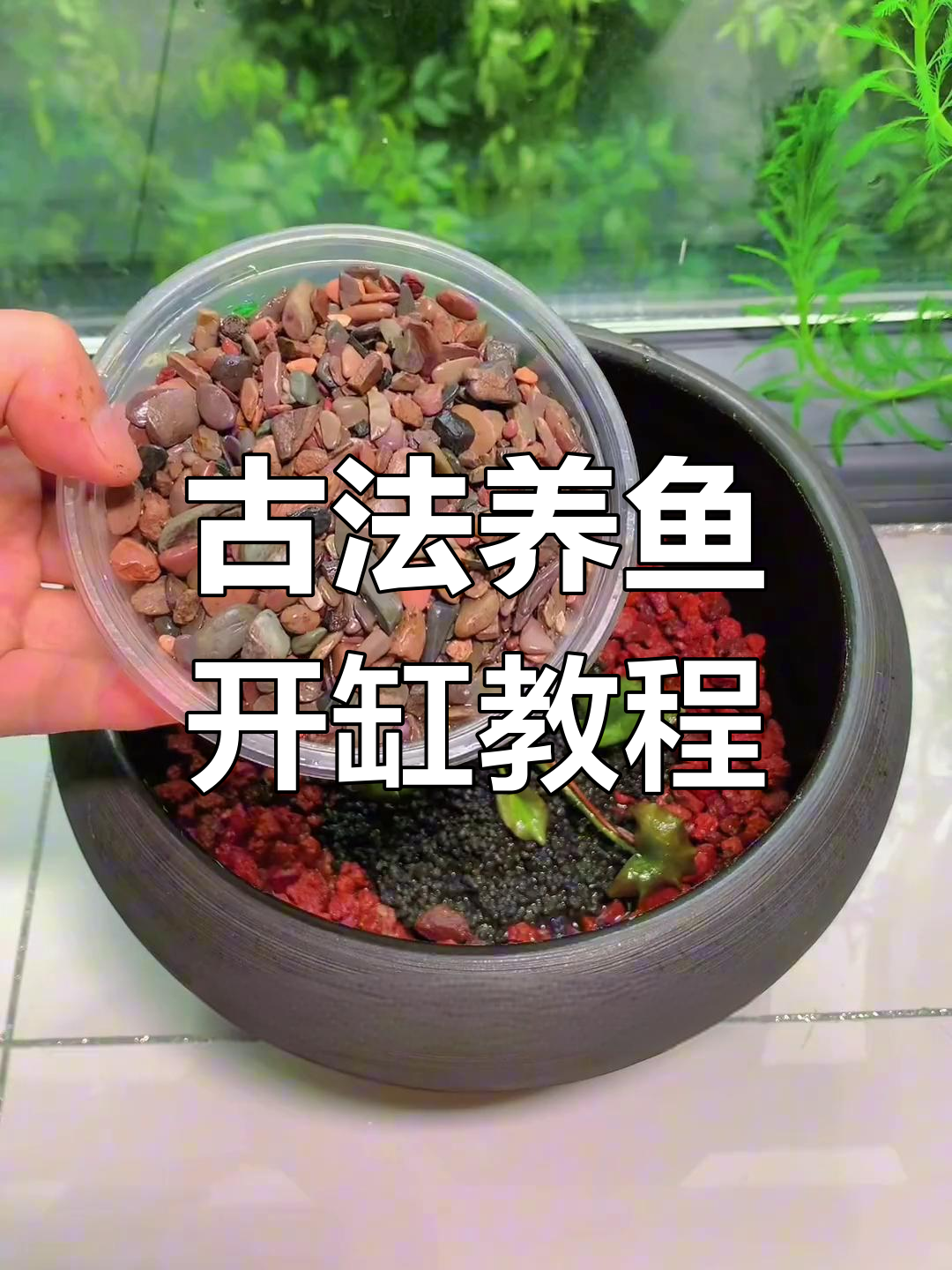 古法养鱼全攻略:火山石、溪流沙打造睡莲缸,水质无忧