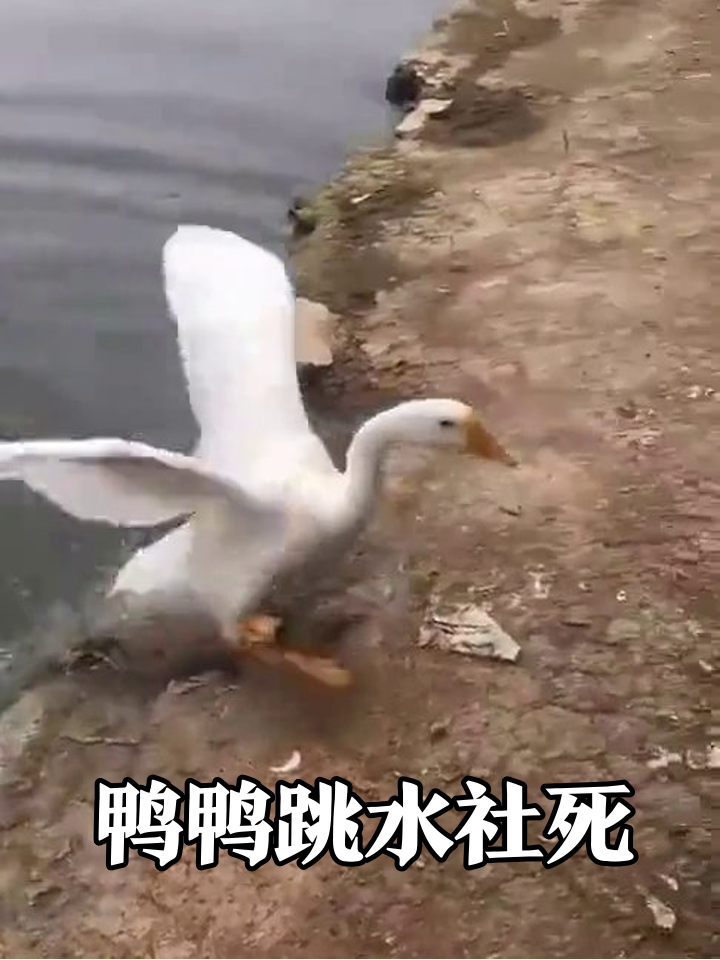鸭子喝水秒变跳水健将,扑腾两下就上岸装淡定