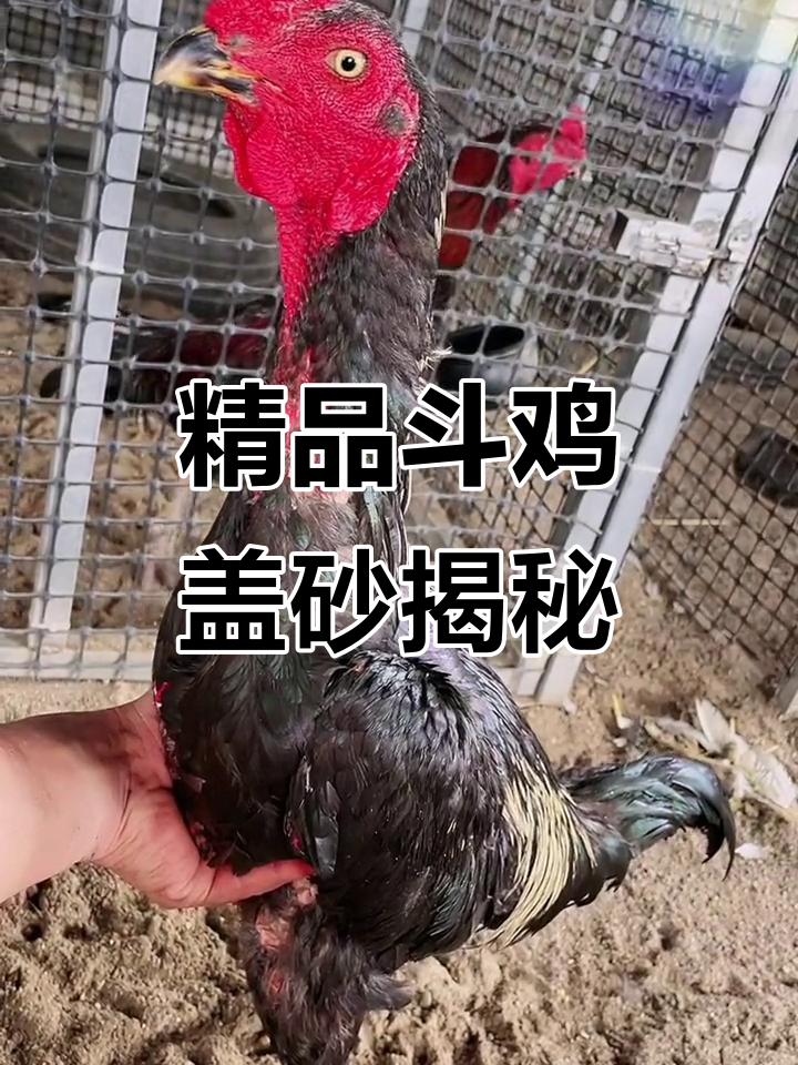 越南斗鸡盖沙秘辛，古窖中的珍品