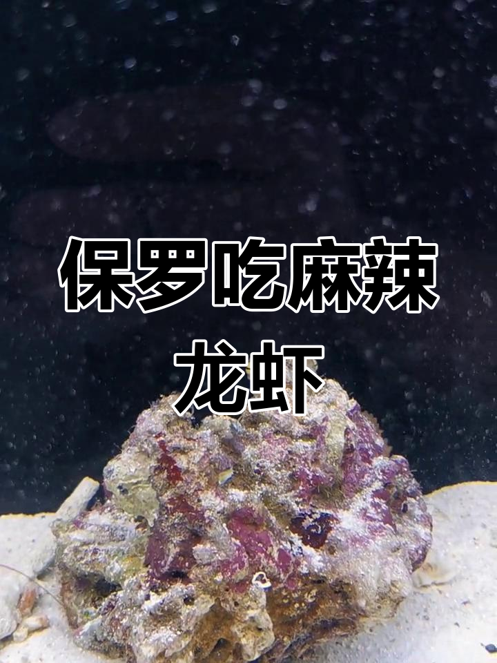 章鱼保罗捕食小龙虾,辣菇与克氏原螯虾的区别