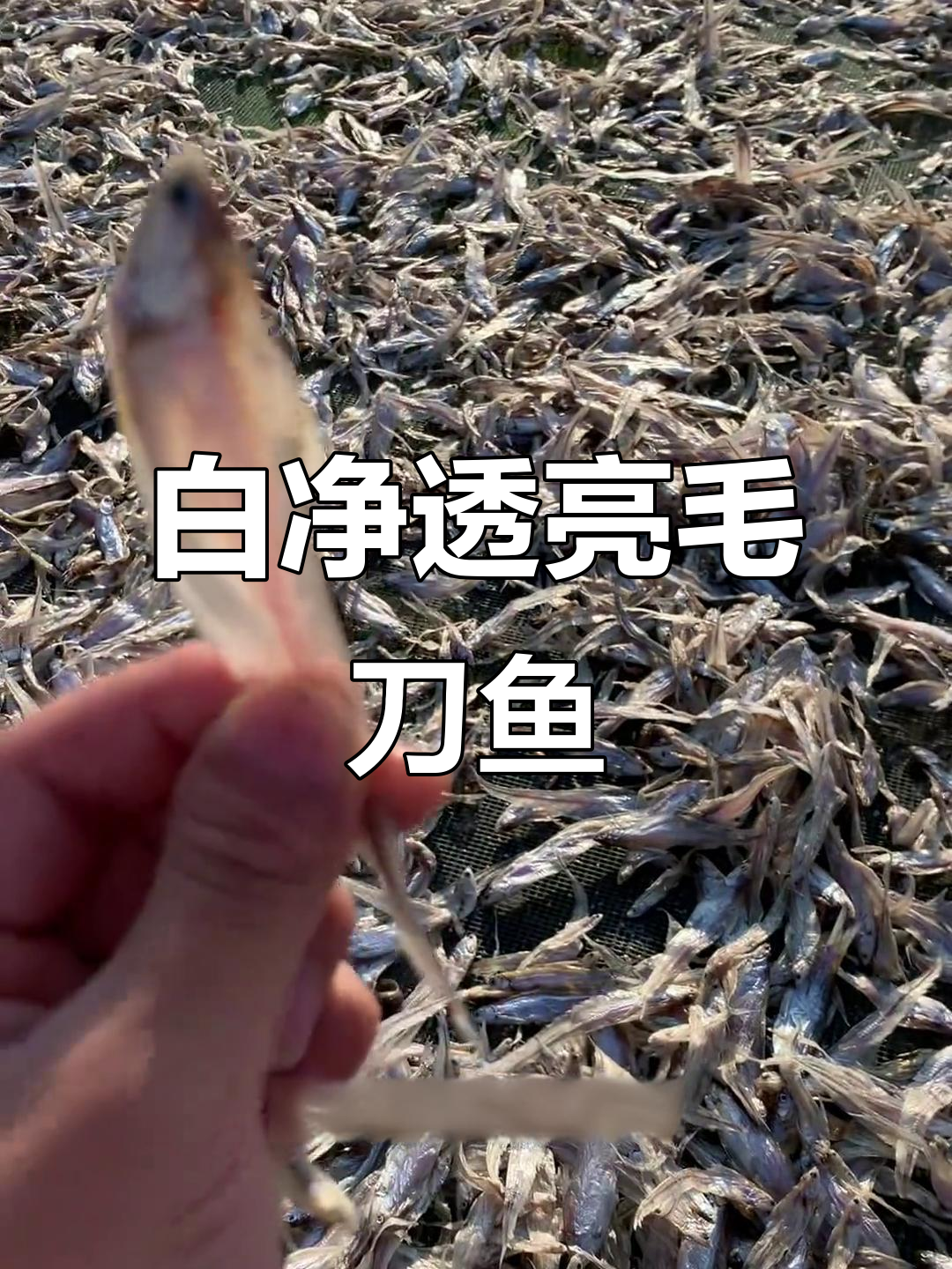 安徽特产毛刀鱼干,白嫩如蝉翼,晒干后煎炒更香