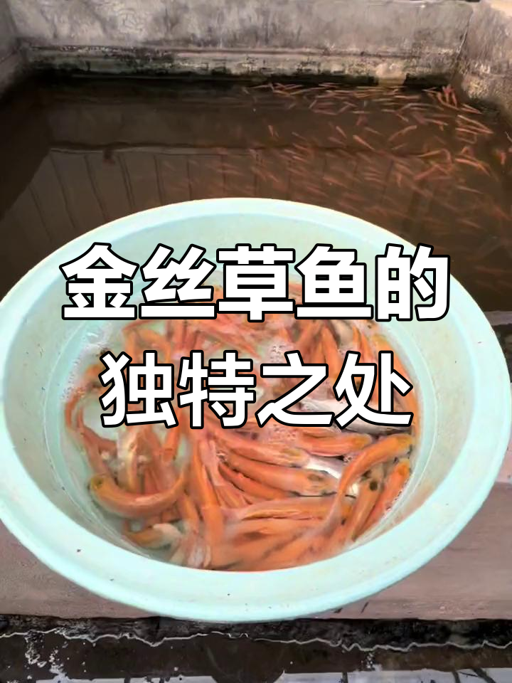 耐低温金草鱼,成活率超高