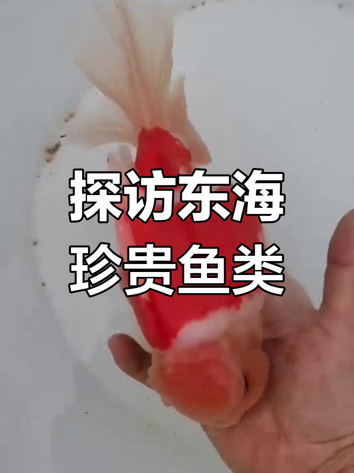 东海渔场珍稀鱼种大揭秘,狮头金鱼等贵重品种欣赏
