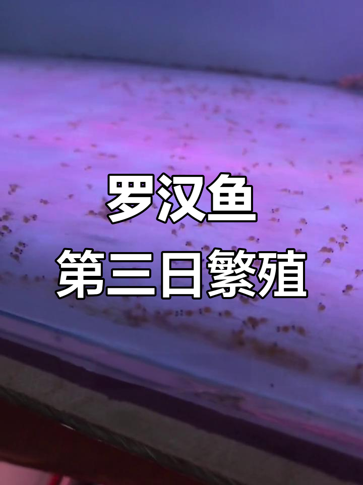 罗汉鱼繁殖第三天,小鱼苗成长迅速,成活率喜人