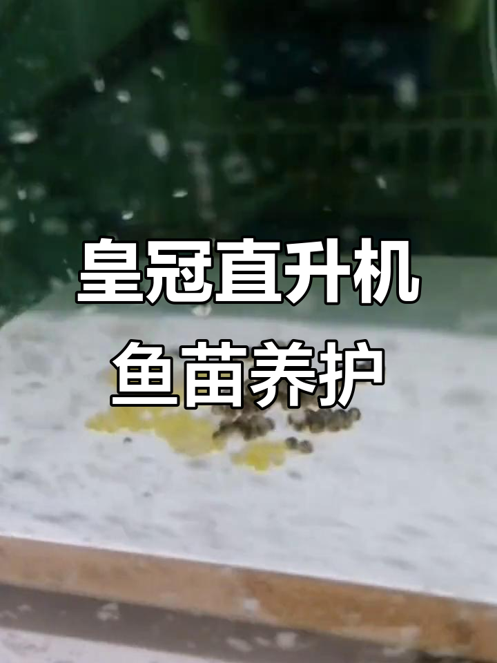 皇冠直升机鱼苗养殖技巧,轻松解决死亡问题