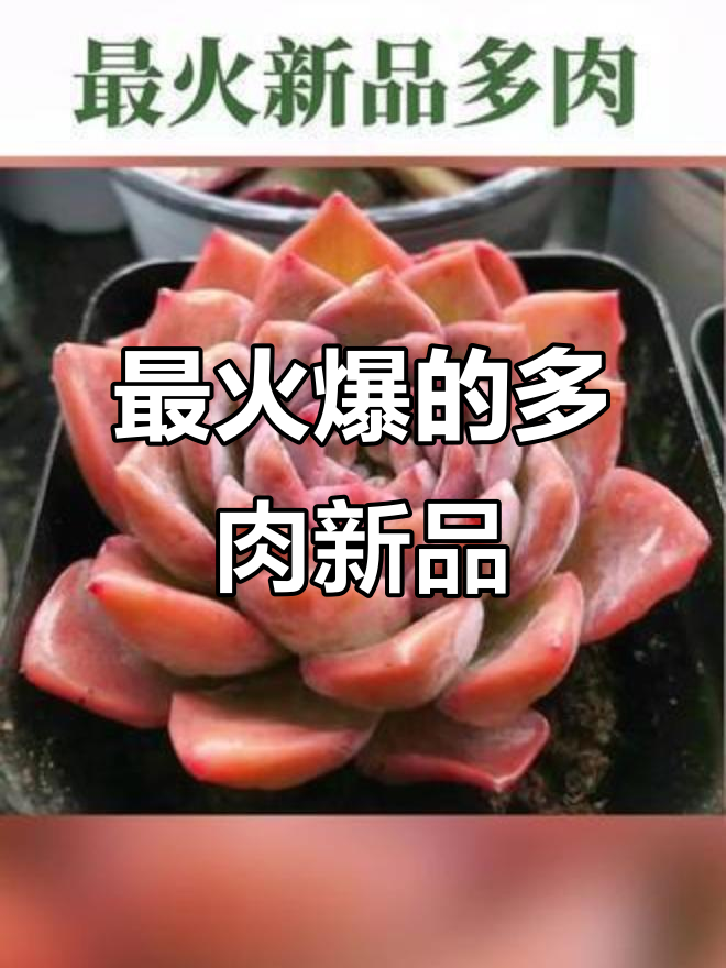 近期最火多肉新品盘点,最后两款太惊艳了!