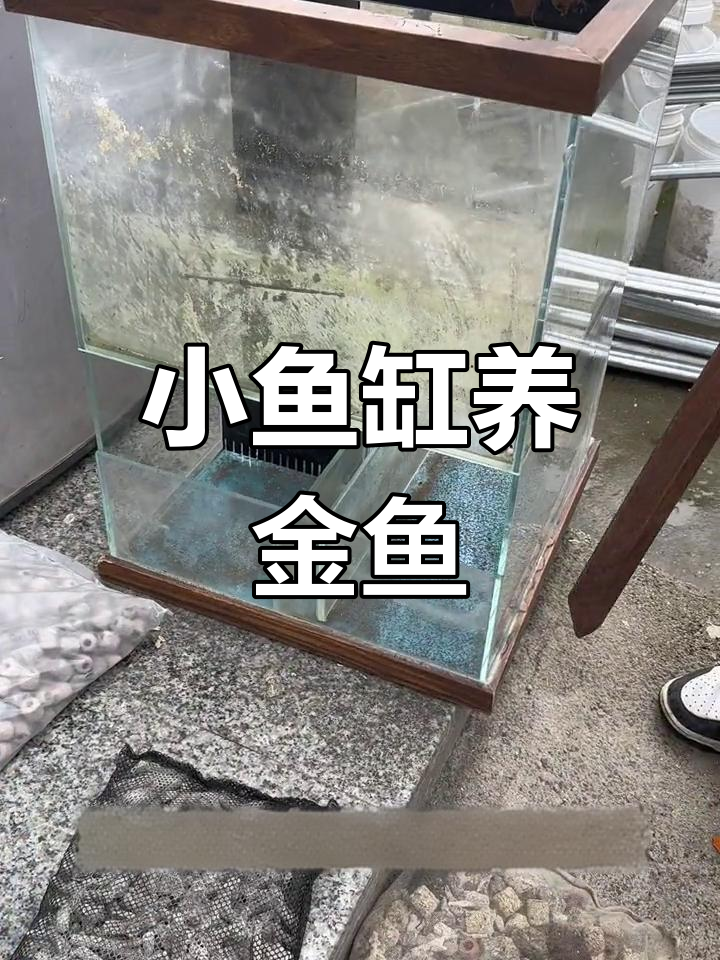 小鱼缸也能养兰寿,18瓦水泵、5斤过滤材料轻松搞定!