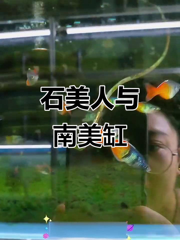 石美人观赏鱼:黄色与深蓝交织,美丽条纹从头顶延伸至眼部