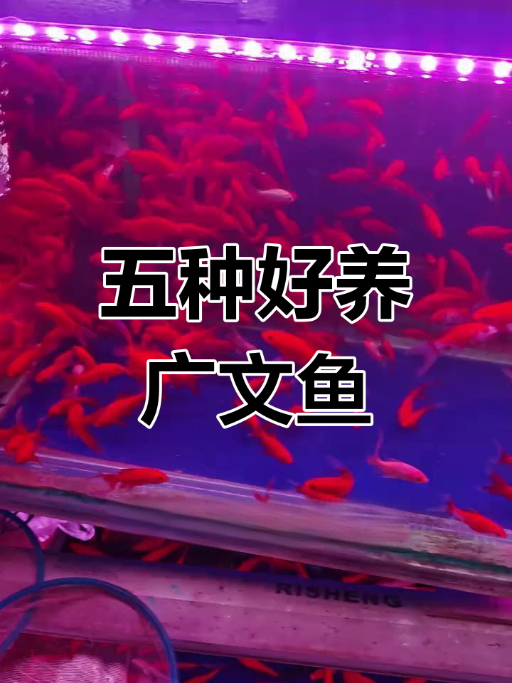 适合新手养的五种广温鱼,轻松入门