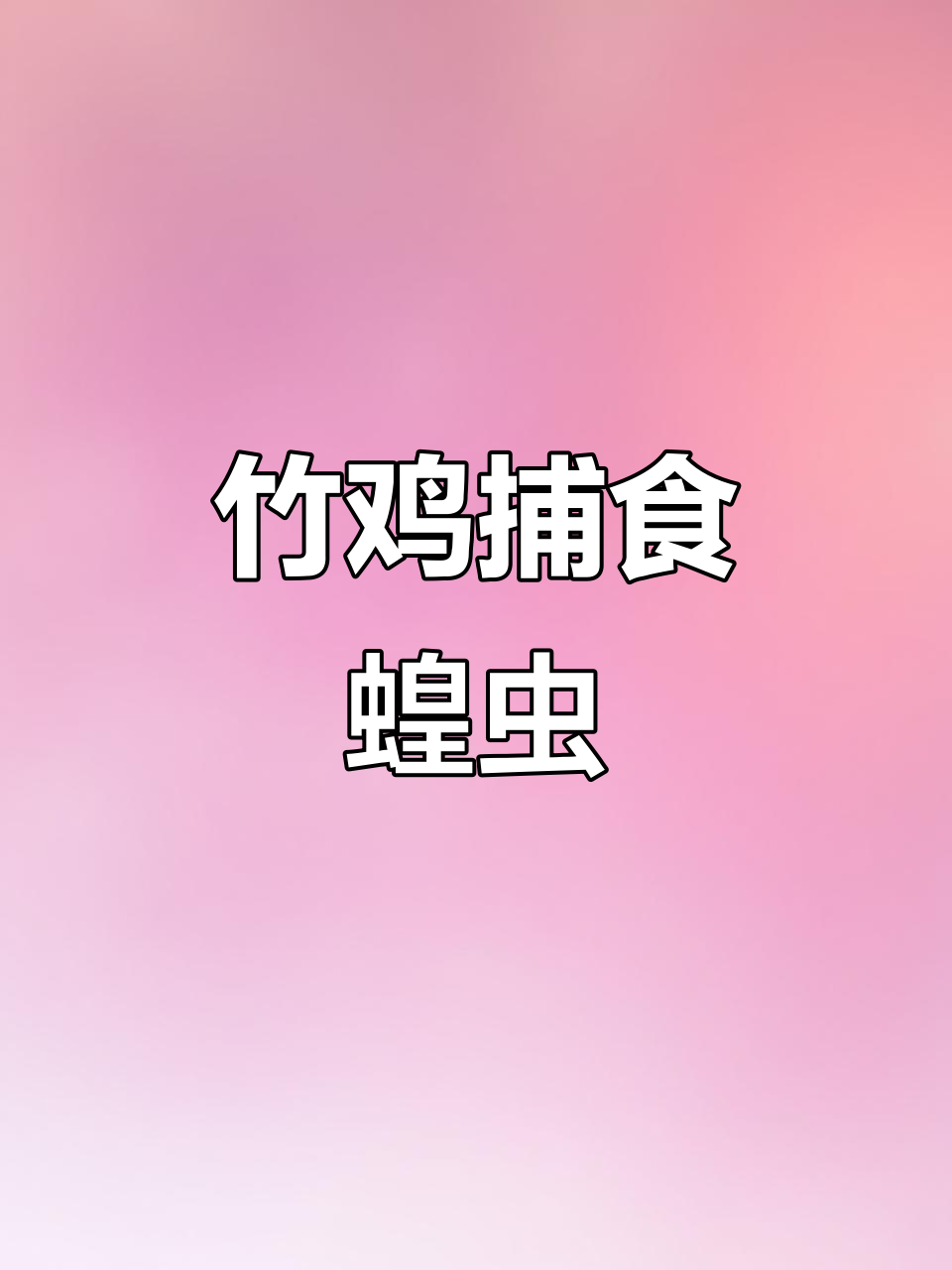 新疆七十万只竹鸡灭蝗,吃蝗虫就像吃点心