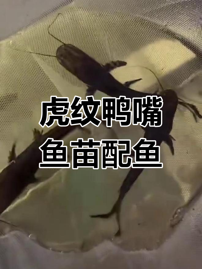 虎纹鸭嘴鱼苗与底层配鱼的完美搭配