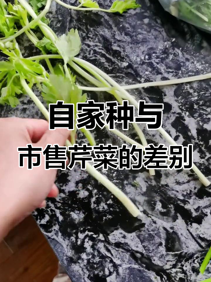 自家种的芹菜和超市买的差距竟然这么大,对比一下才知道!