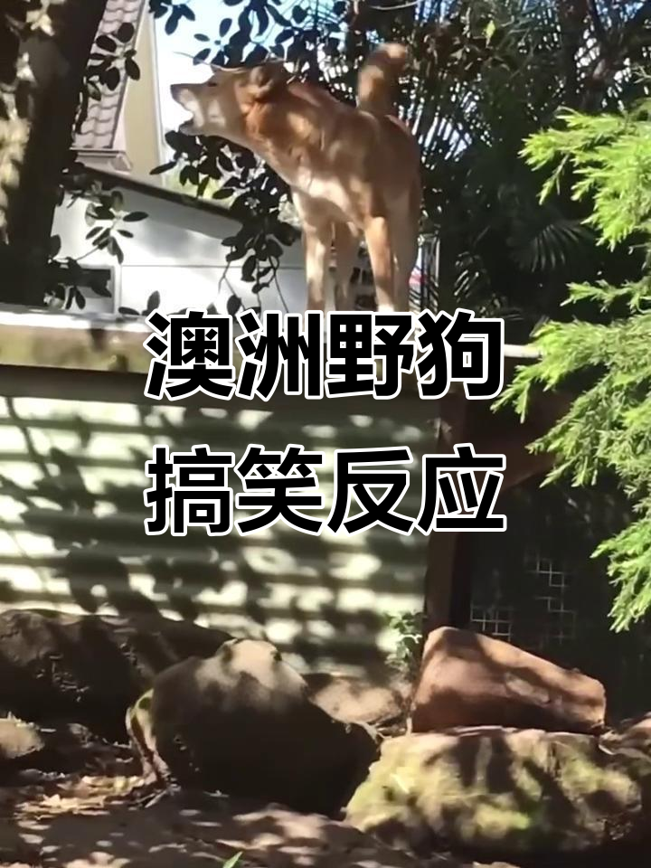 澳洲野狗的肌肉记忆,竟然能让人笑出声