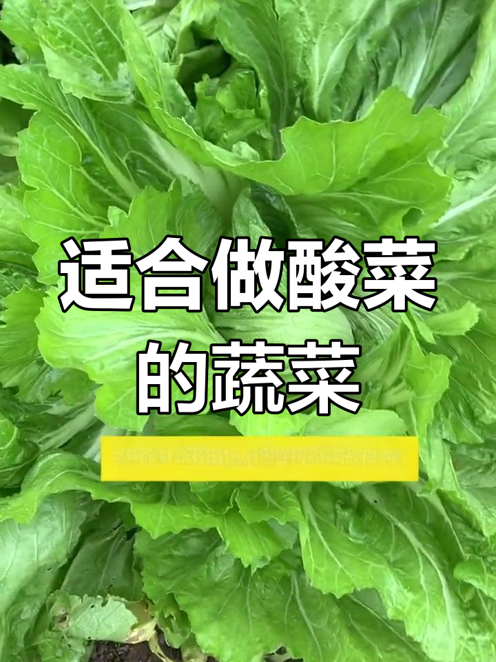 包心芥菜:酸菜的理想选择,简单易种