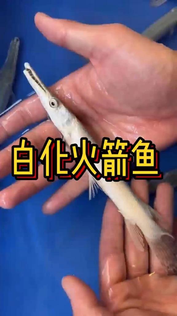 白化火箭鱼