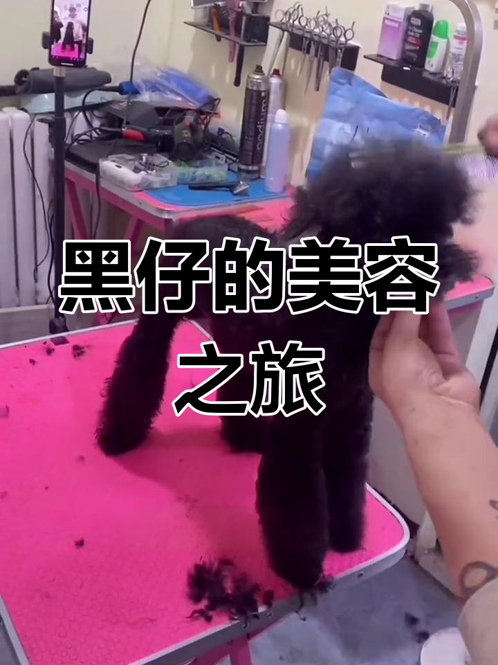黑色泰迪美容造型,活力满满