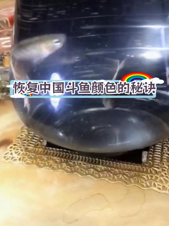 中国斗鱼变色之谜,暗色环境让颜色更鲜艳