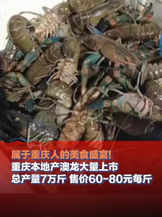 属于重庆人的美食盛宴!重庆本地产澳龙大量上市,总产量7万斤 售价60-80元每斤