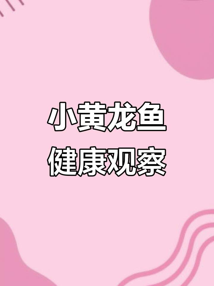 印尼小黄龙鱼健康状态展示,喂虾看反应