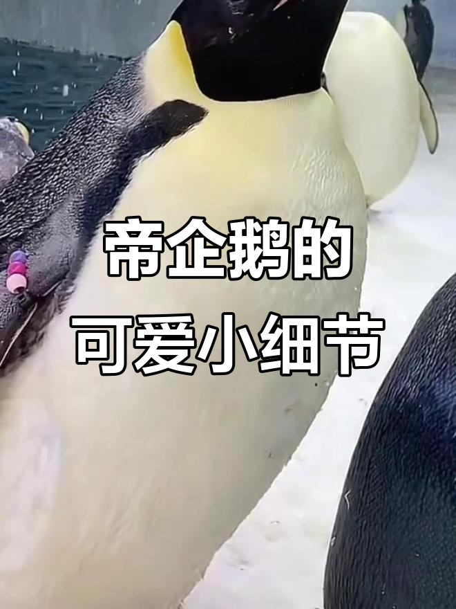 帝企鹅嘴喙挂羽毛，像极了“胡子”