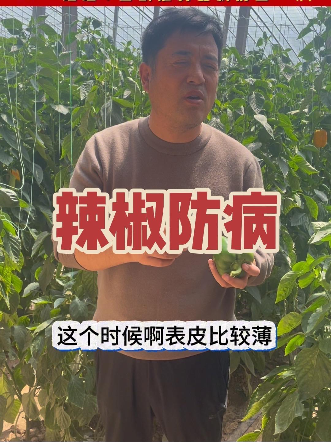 辣椒防病,万用配方!这几个药啥病也治!蔬菜种植技术 蔬菜种植 辣椒种植