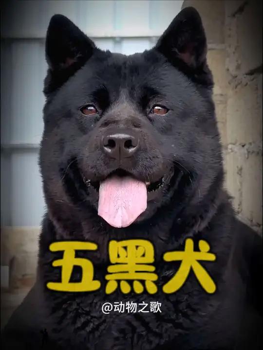 最黑的狗,中华田园犬之五黑犬