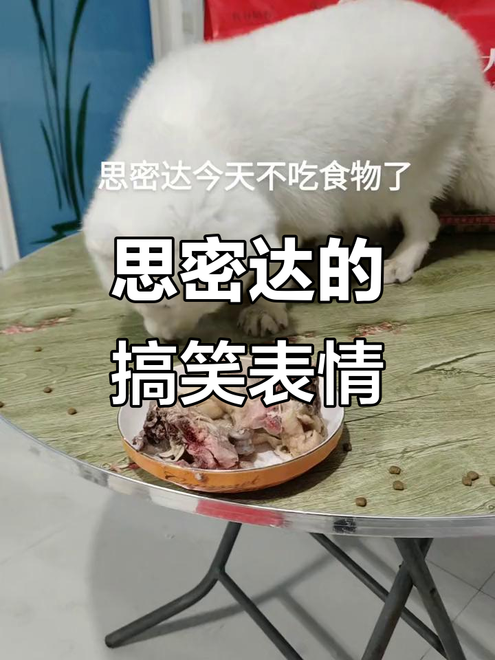 思密达今天怎么了?它吃肉的表情太搞笑了