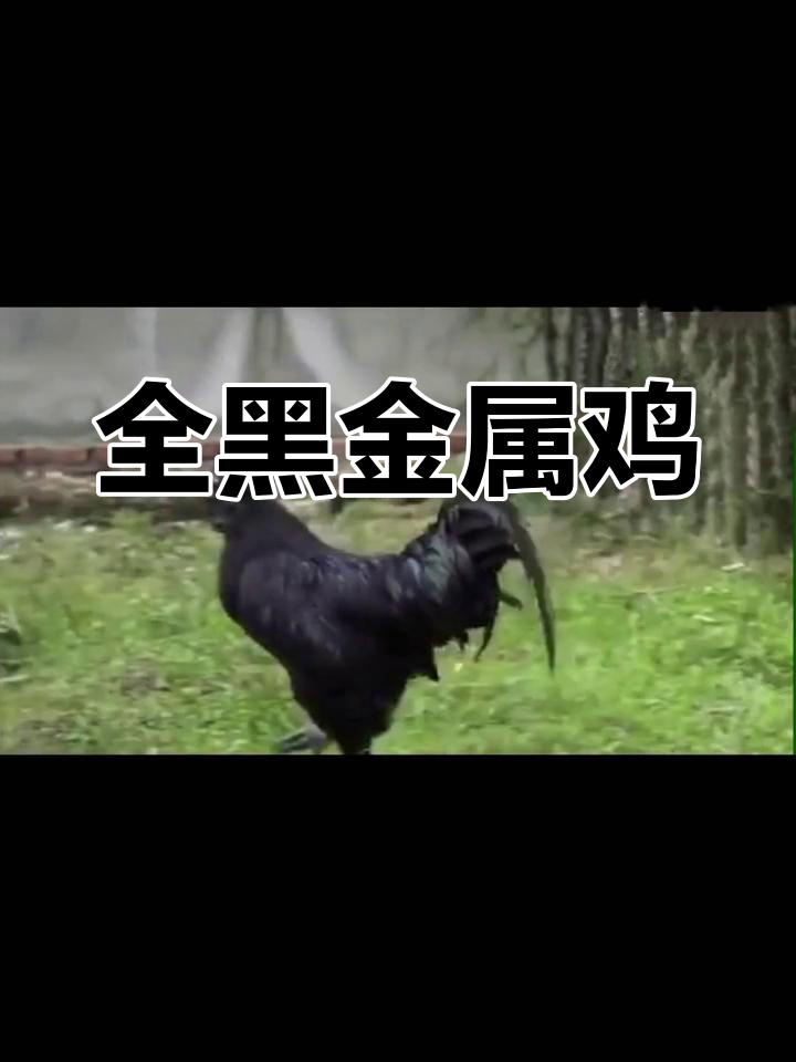 金属鸡:全身黑色,连鸡蛋都是黑的
