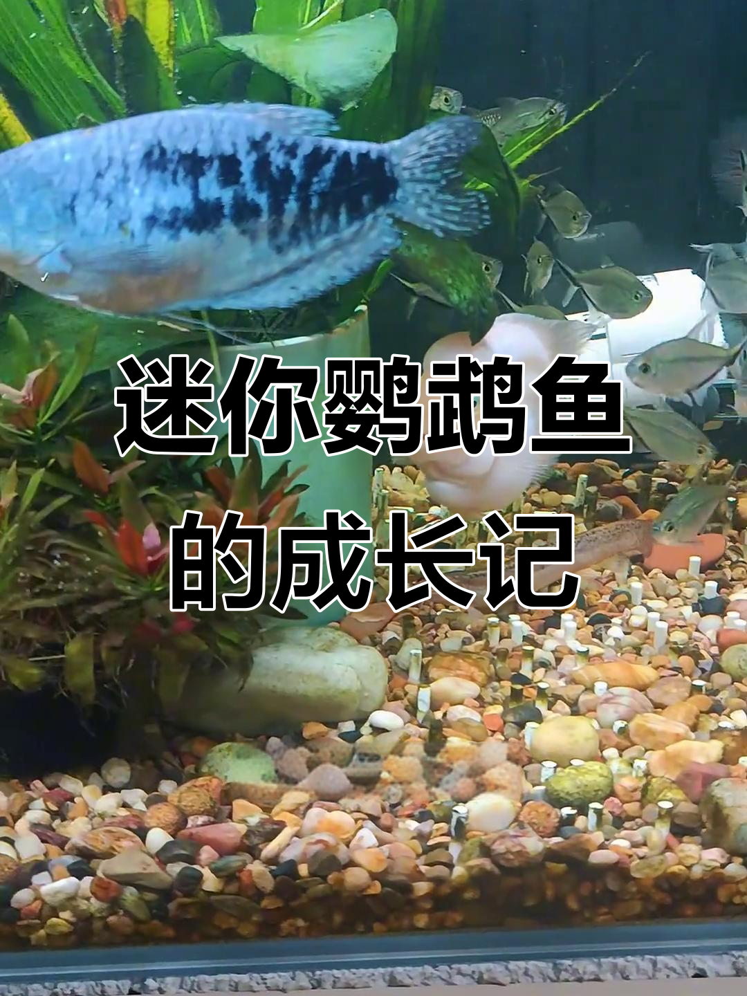 迷你鹦鹉鱼从鞋垫子到起头的转变,养鱼新手必看!