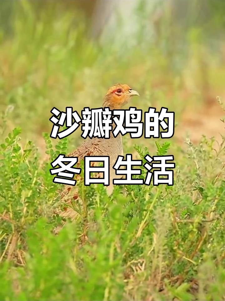 沙半鸡:冬季群居,领地意识强,飞行不高但善藏匿
